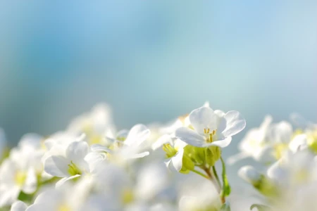 white flowers with blue background